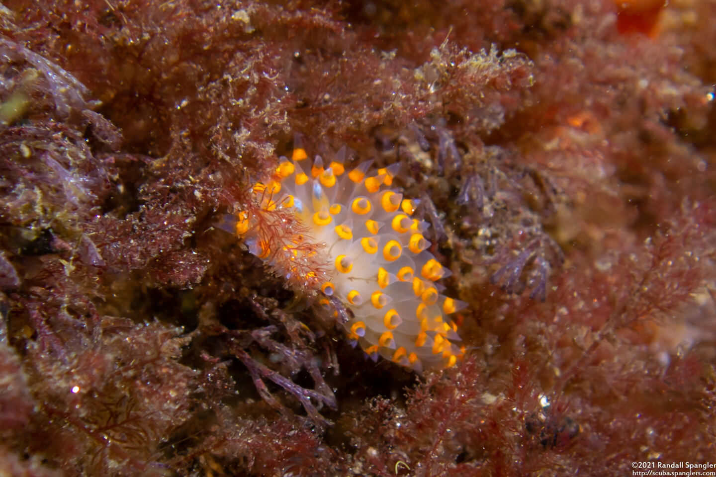 Antiopella barbarensis (Santa Barbara Janolus)