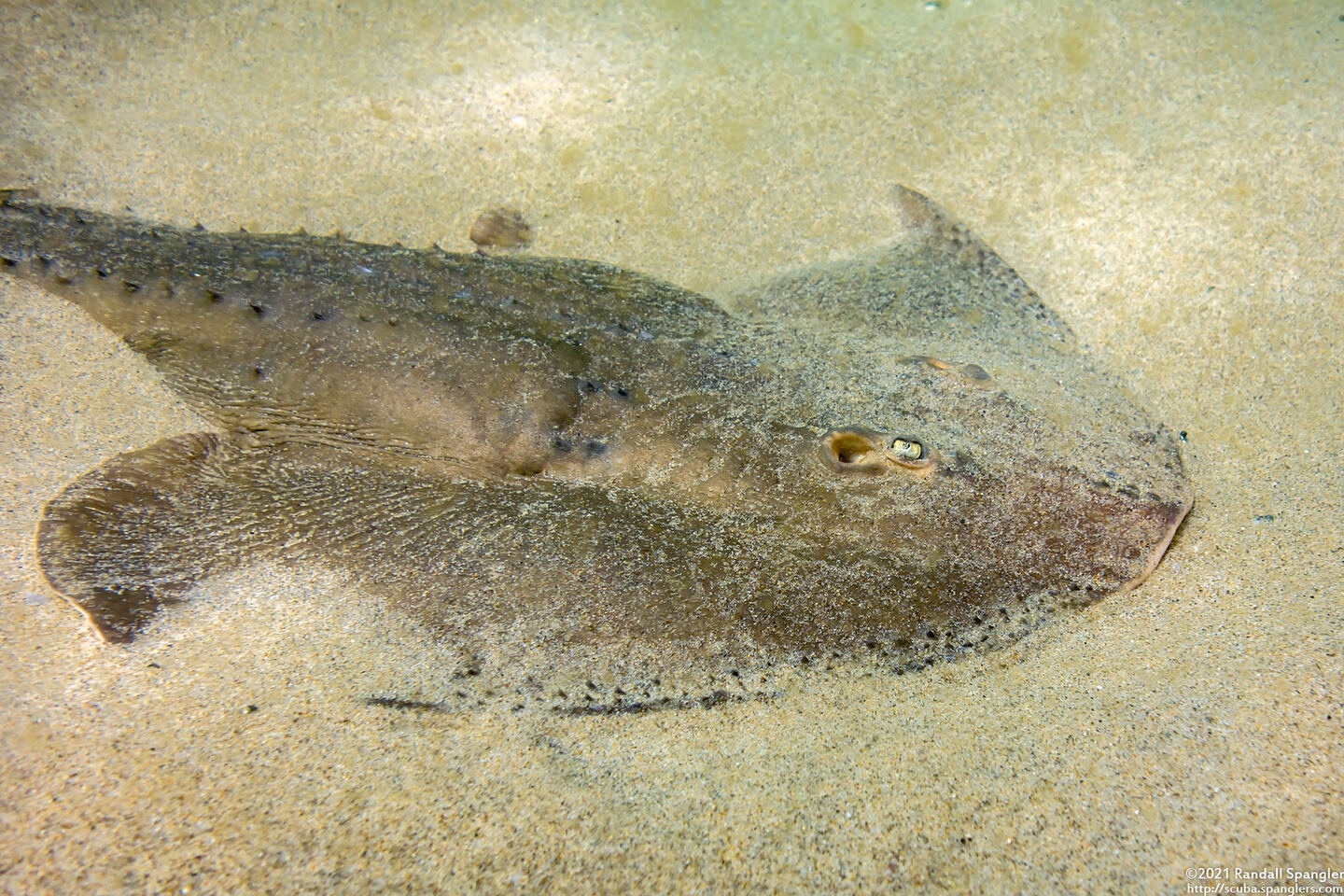 Platyrhinoidis triseriata (Thornback)