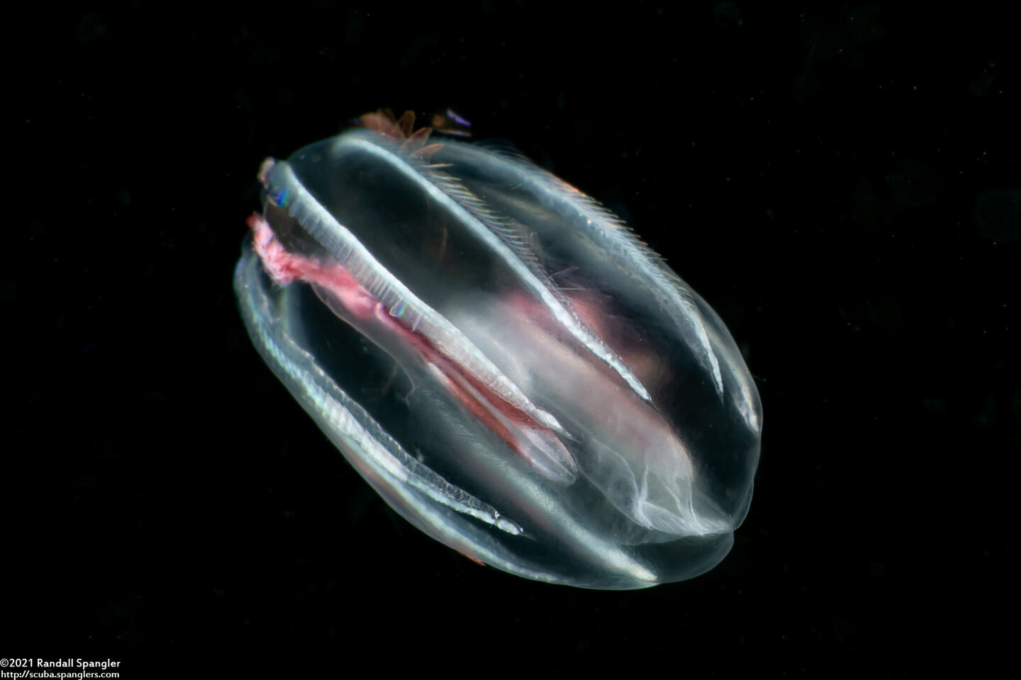 Family Mertensiidae (Mertensiid)