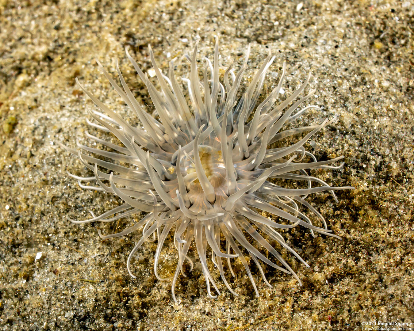 Diadumene leucolena (Ghost Anemone)