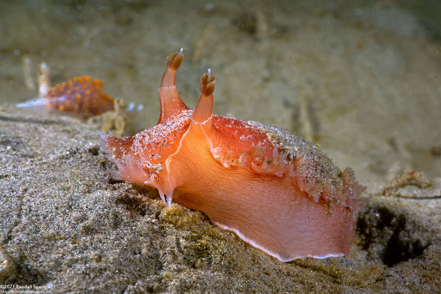 Tritonia tetraquetra (Pink Tritonia)