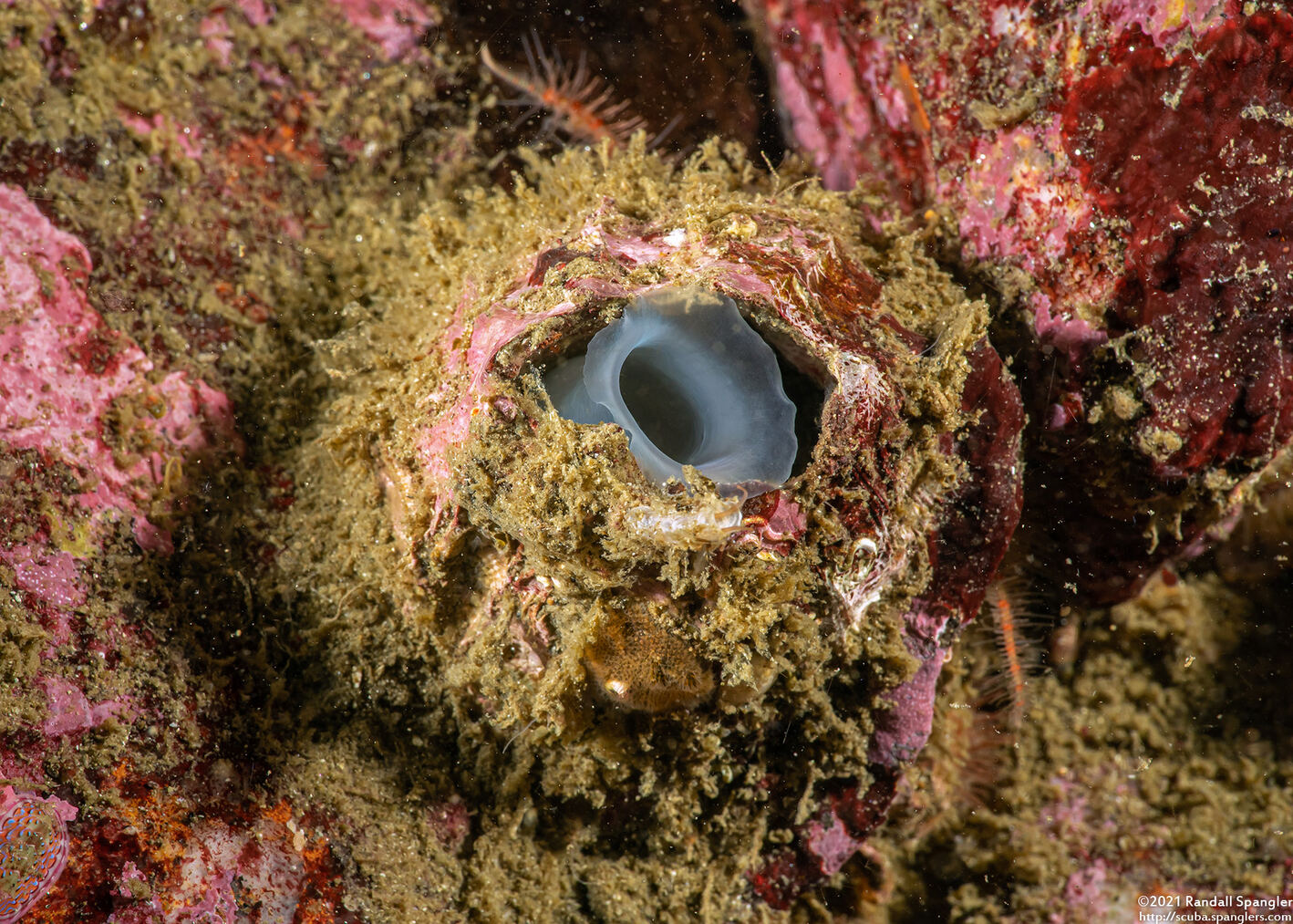 Kellia laperousii (Smooth Kelly Clam)