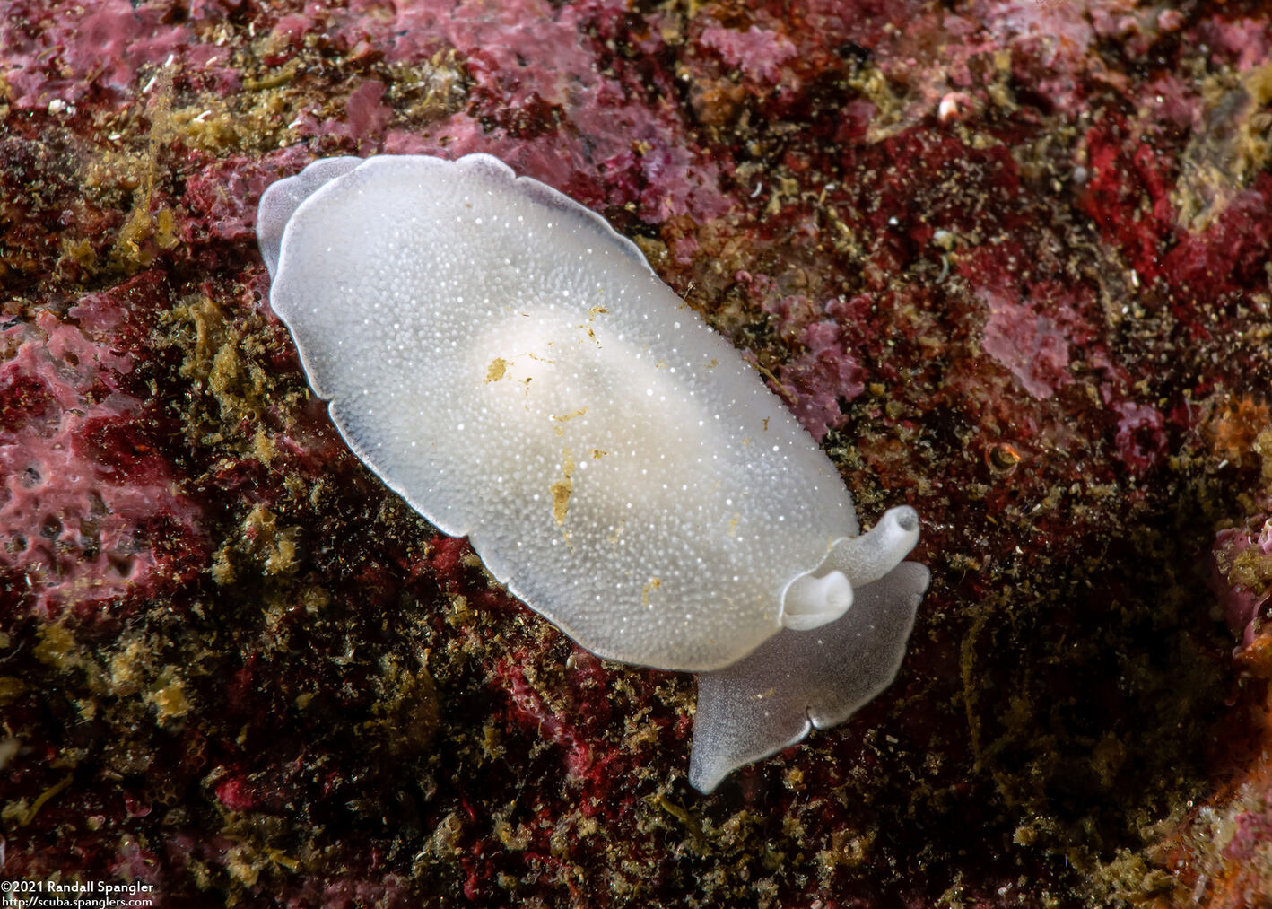 Berthella chacei (White Berthella)