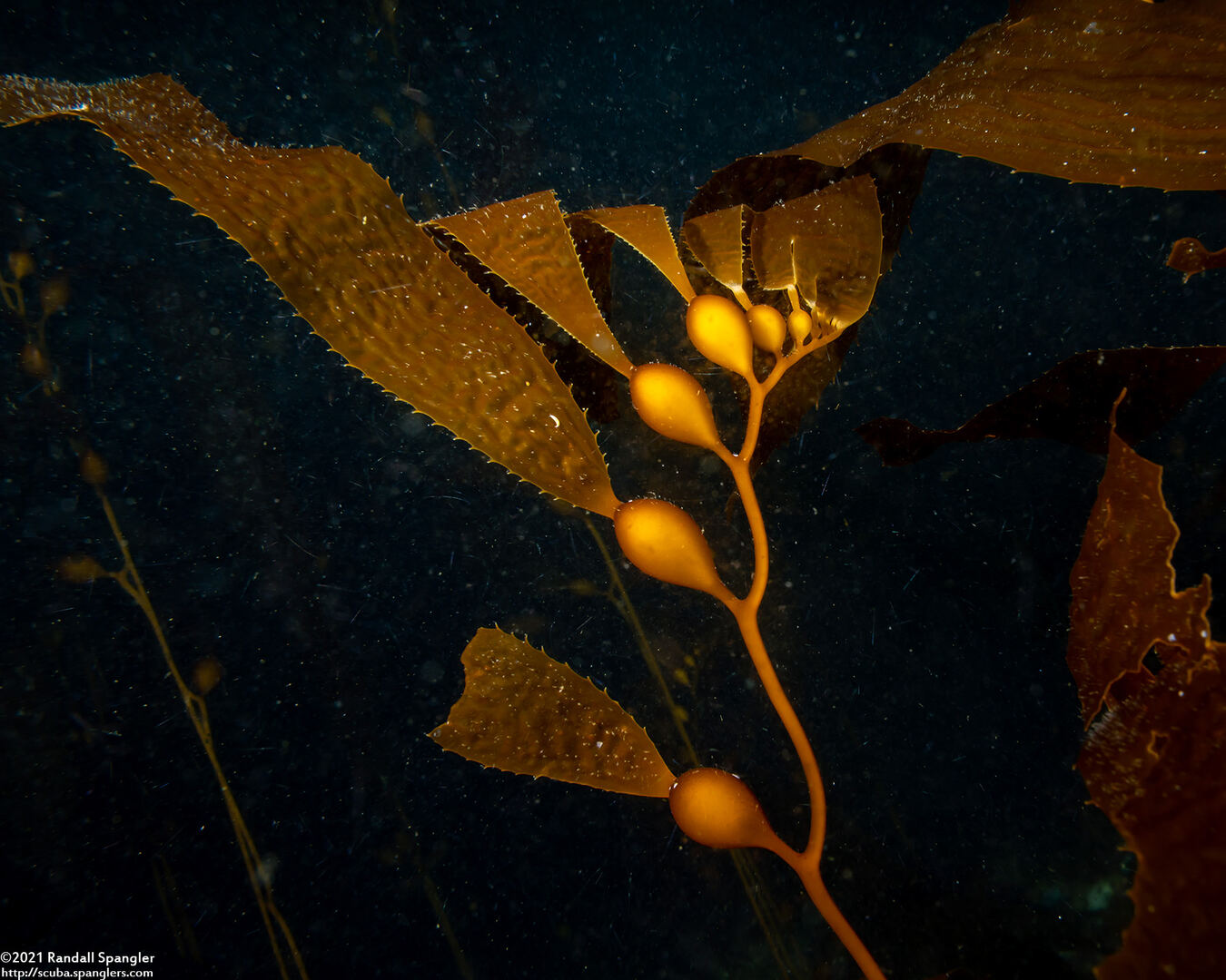 Macrocystis pyrifera (Giant Kelp)