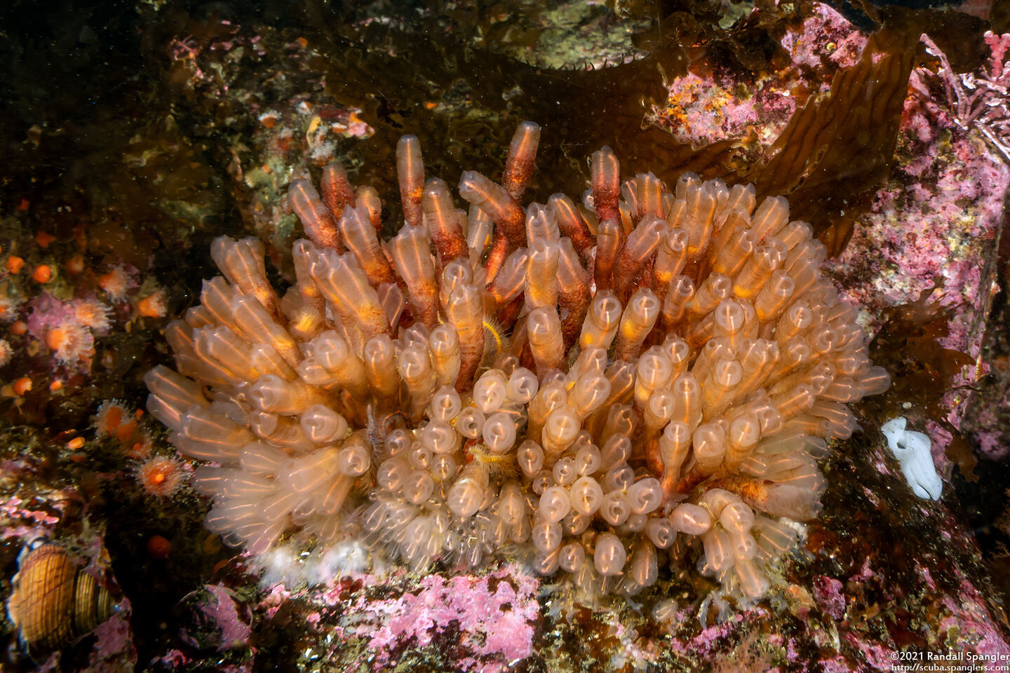 Clavelina huntsmani (Light Bulb Tunicate)