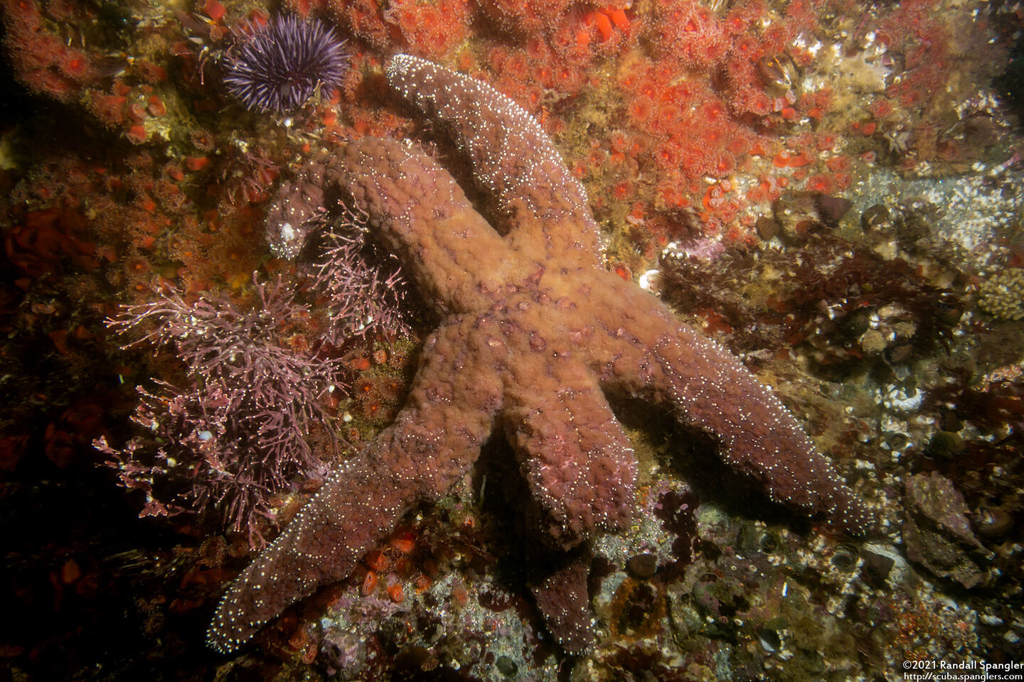 Pisaster ochraceus (Ochre Star); Unhealthy-looking one
