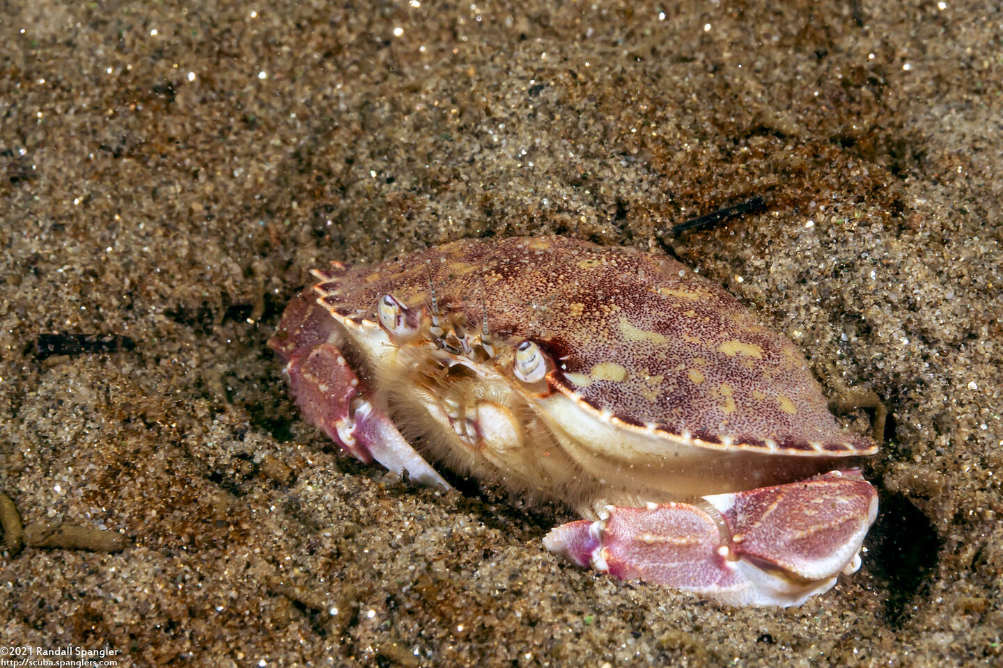 Metacarcinus gracilis (Graceful Crab)