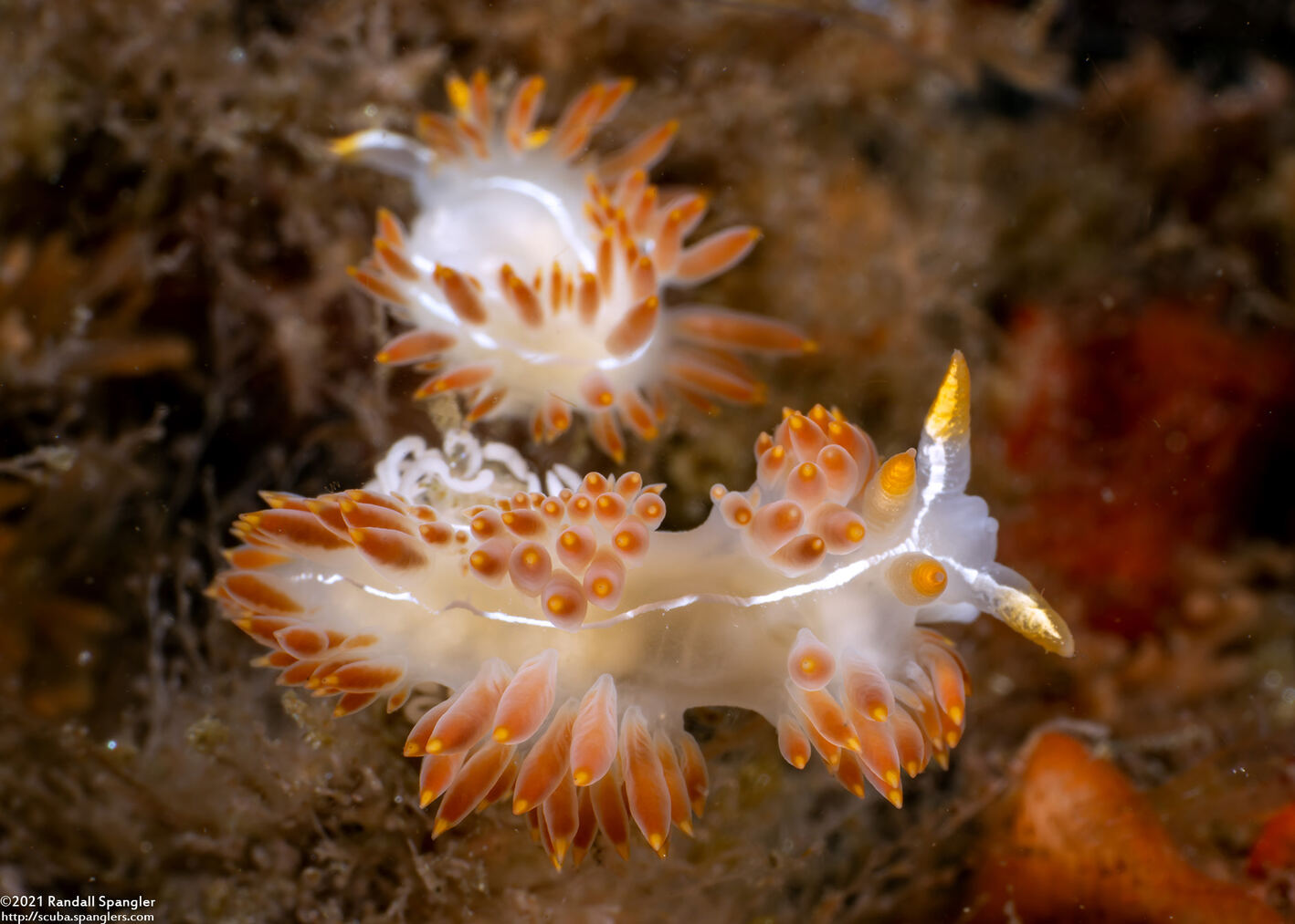 Coryphella trilineata (Three-Lined Aeolid)