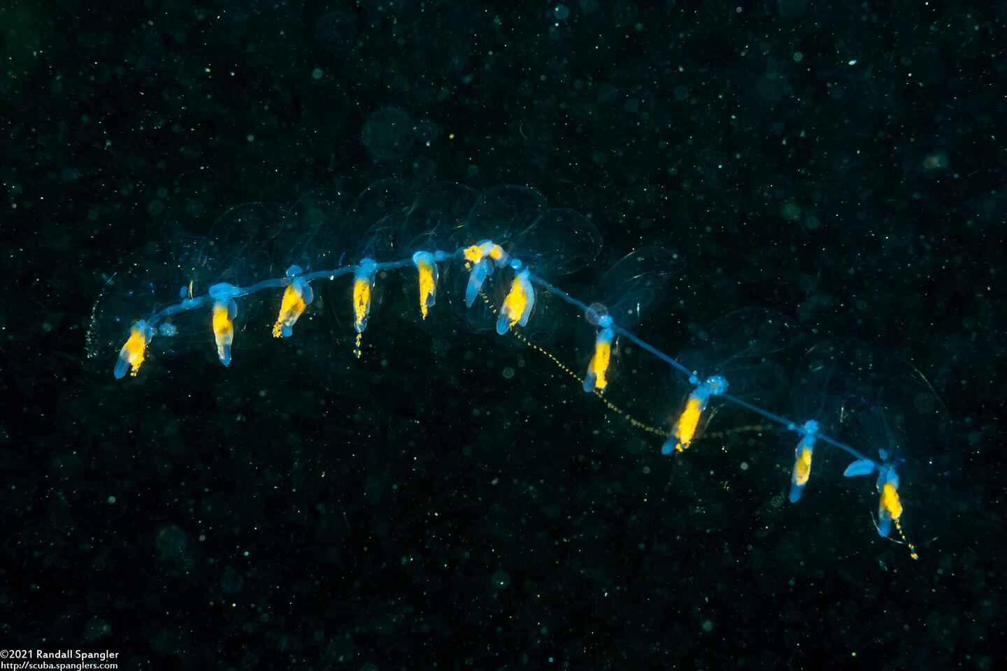 Praya sp.1 (Praya sp.1)