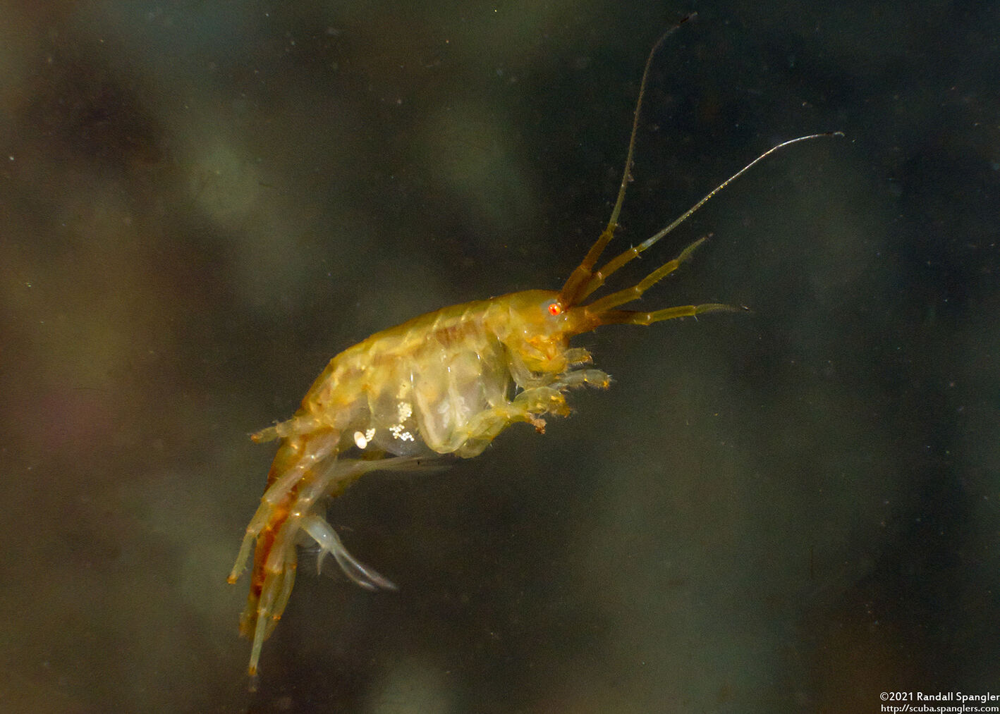 Sunamphitoe humeralis (Kelp Amphipod); With eggs