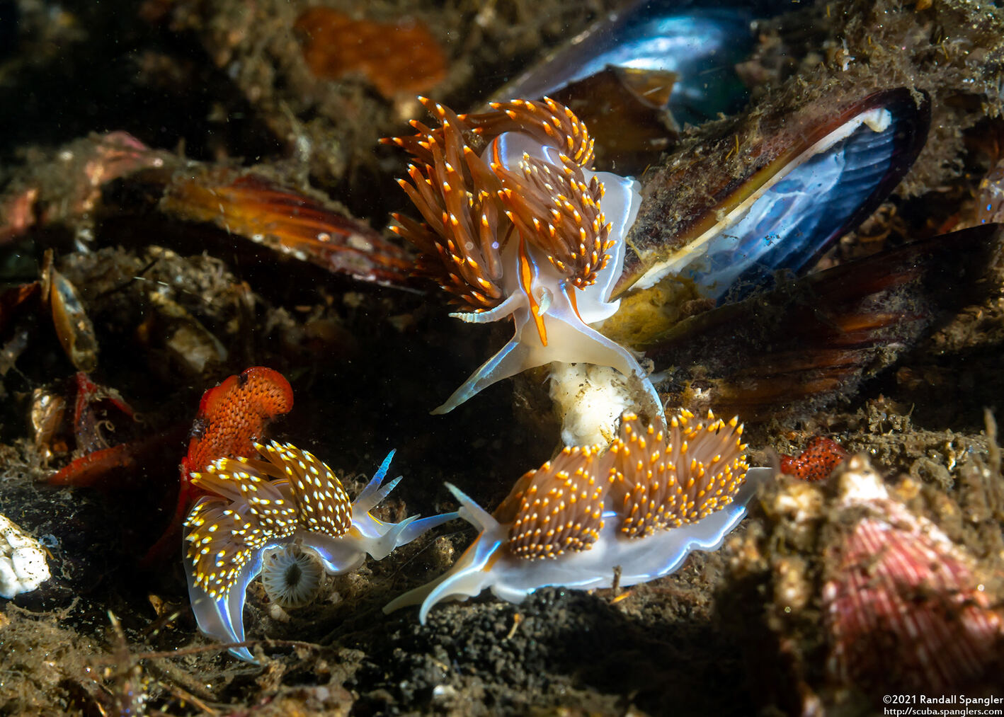 Hermissenda opalescens (Opalescent Nudibranch)