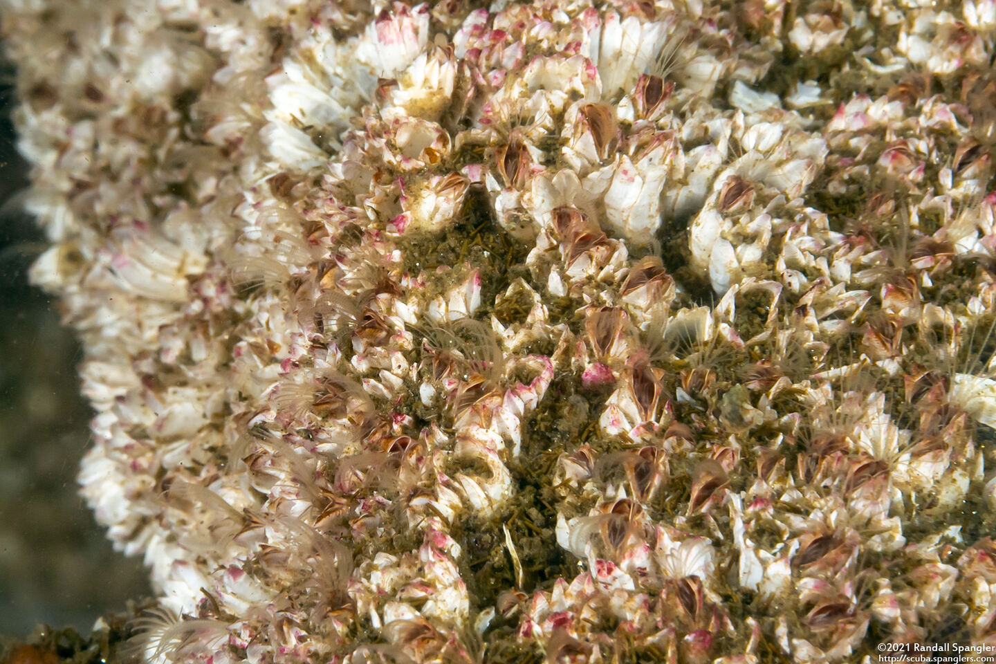 Balanus crenatus (Acorn Barnacle)