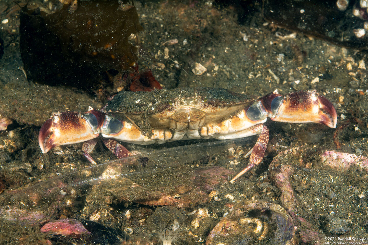 Cancer productus (Red Rock Crab)