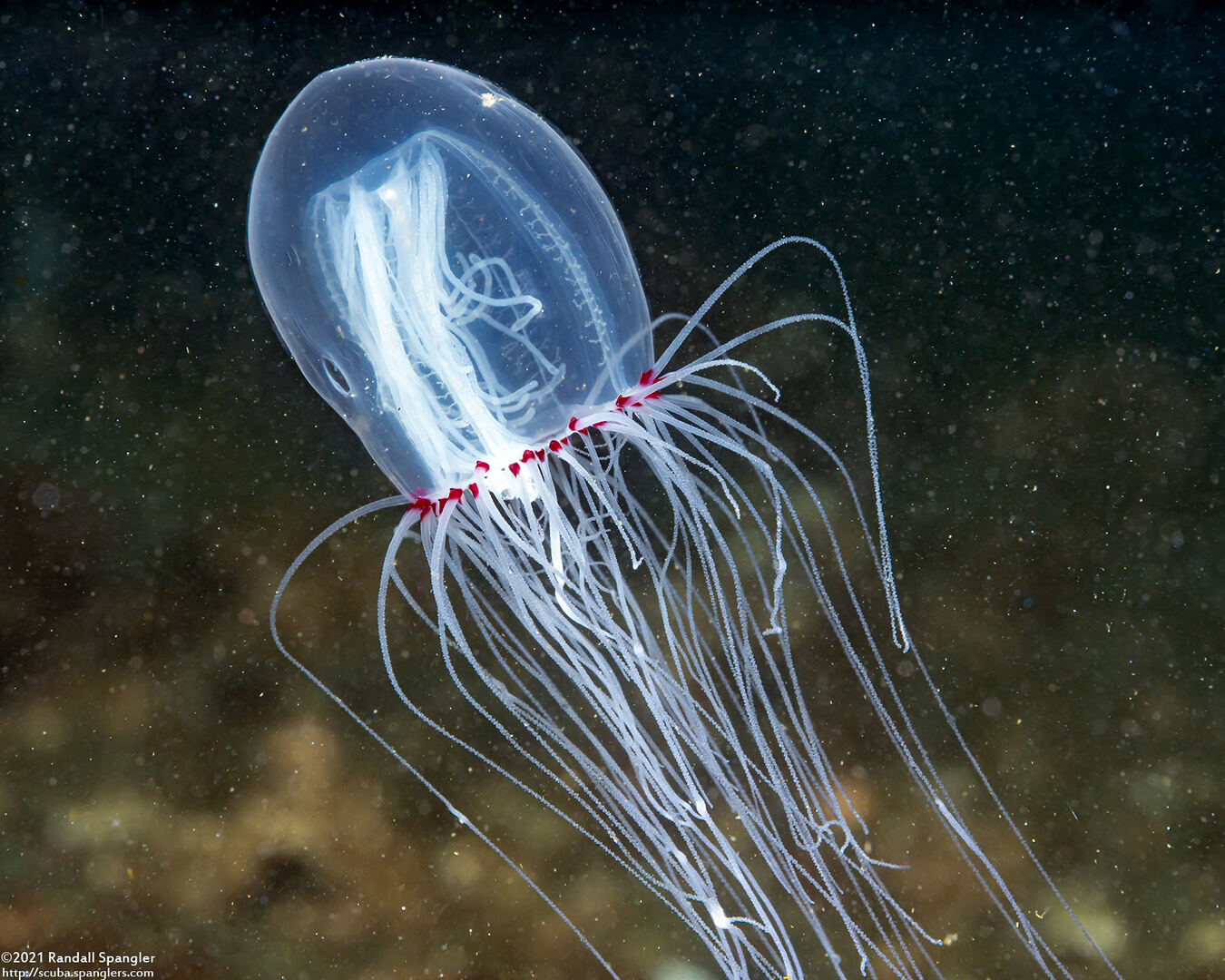 Polyorchis penicillatus (Bell Medusa)