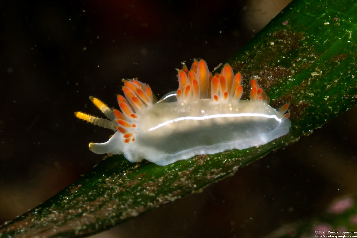 Coryphella trilineata (Three-Lined Aeolid)