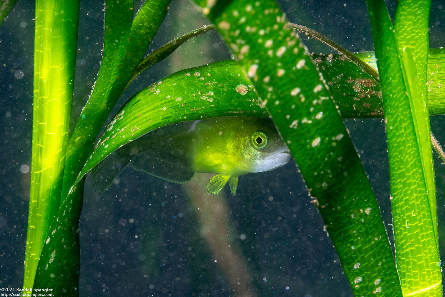 Icichthys lockingtoni (Medusafish)