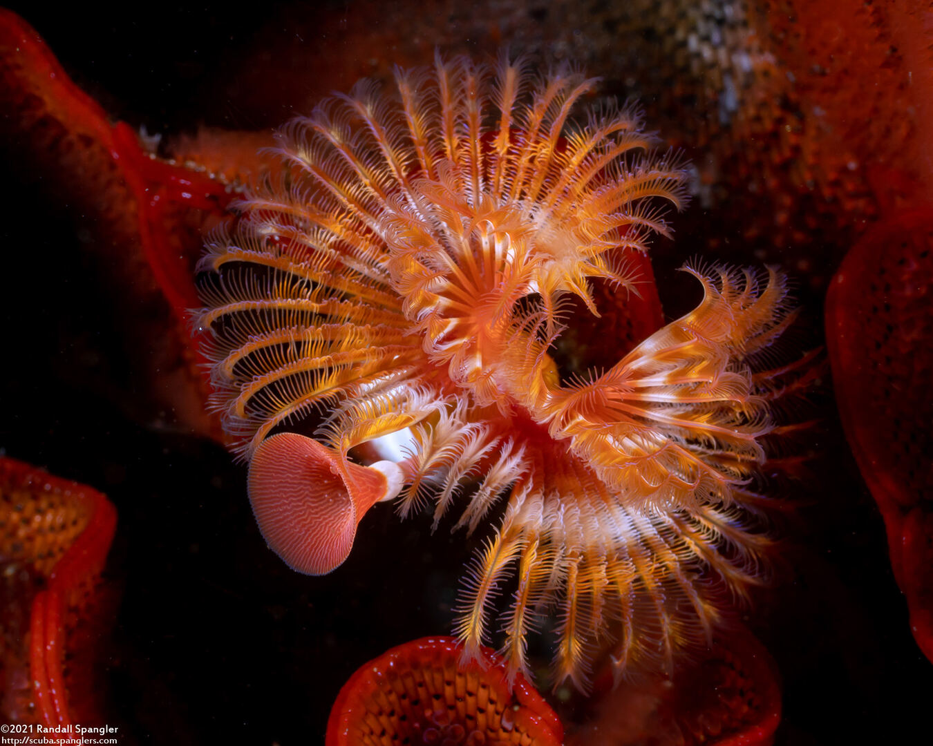 Serpula columbiana (Serpulid Worm)