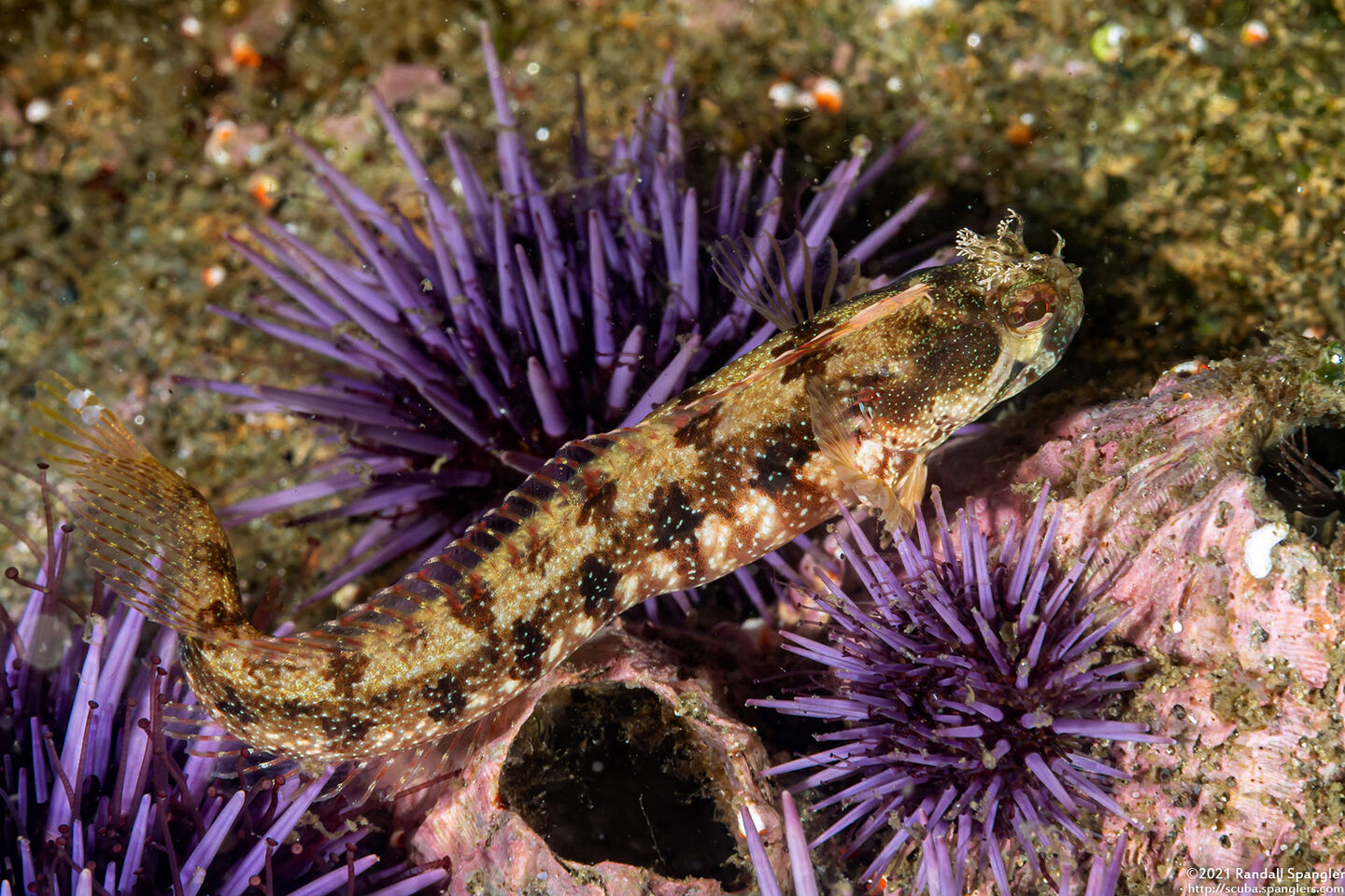 Neoclinus stephensae (Yellowfin Fringehead)