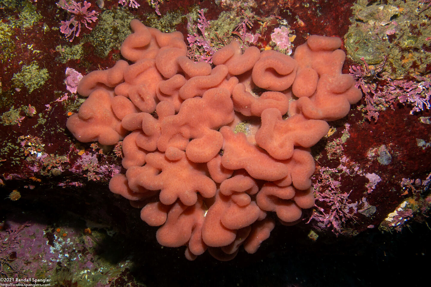 Aplidium californicum (Sea Pork)