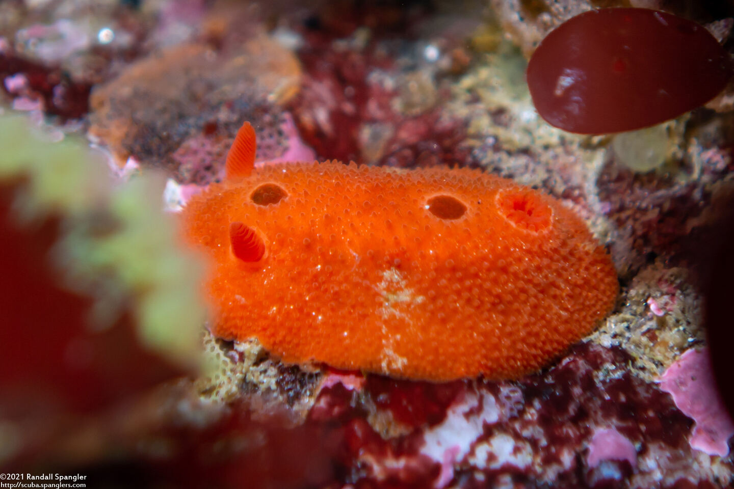 Aldisa sanguinea (Red Aldisa)