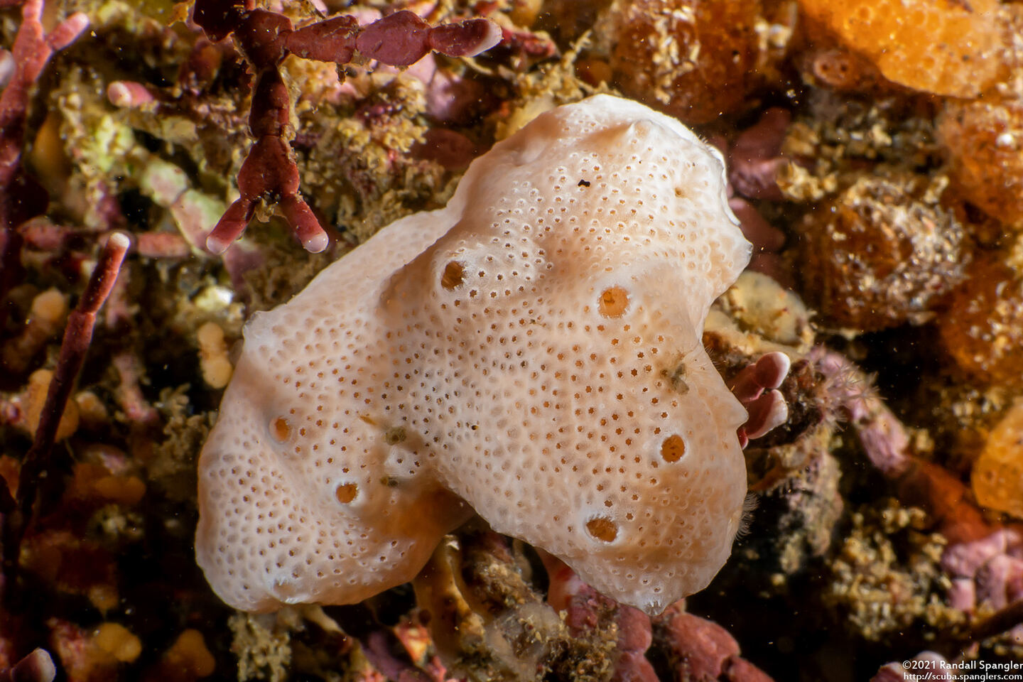 Didemnum sp.4 (Didemnum sp.4)