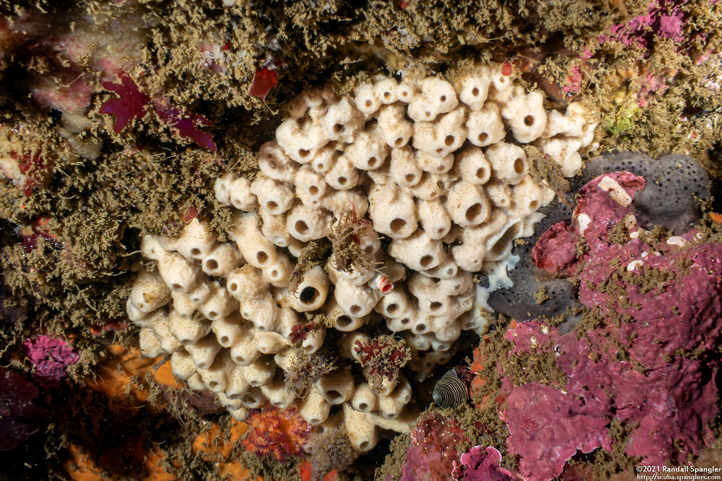 Neopetrosia problematica (Neopetrosia Problematica)