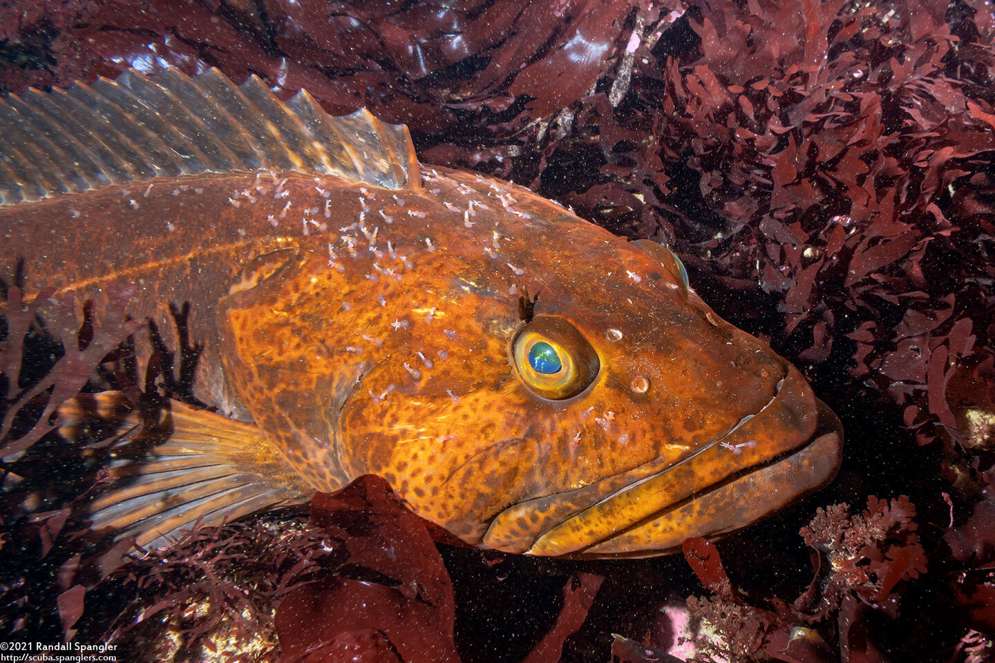 Ophiodon elongatus (Lingcod)