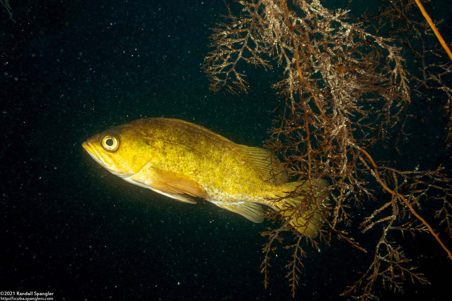 Sebastes atrovirens (Kelp Rockfish)
