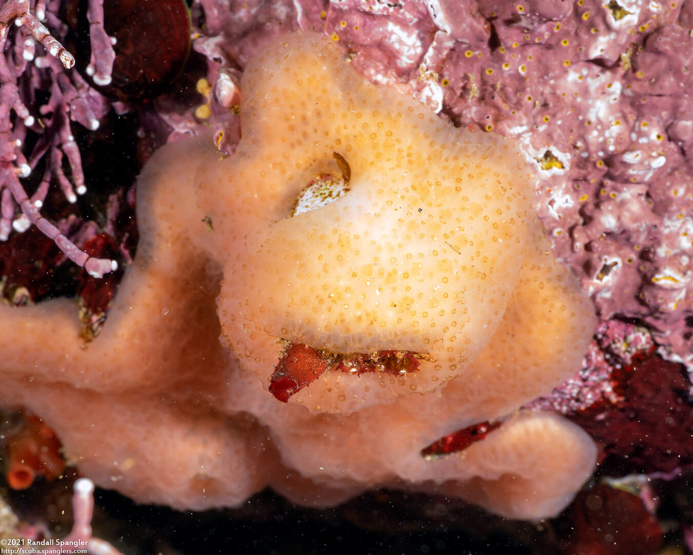 Mytilimeria nuttalli (Sea-Bottle Clam)