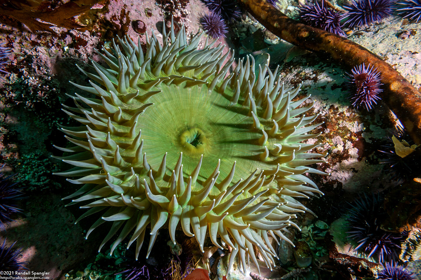 Anthopleura xanthogrammica (Giant Green Anemone)