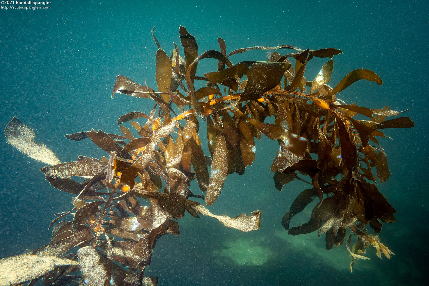 Egregia menziesii (Feather Boa Kelp)