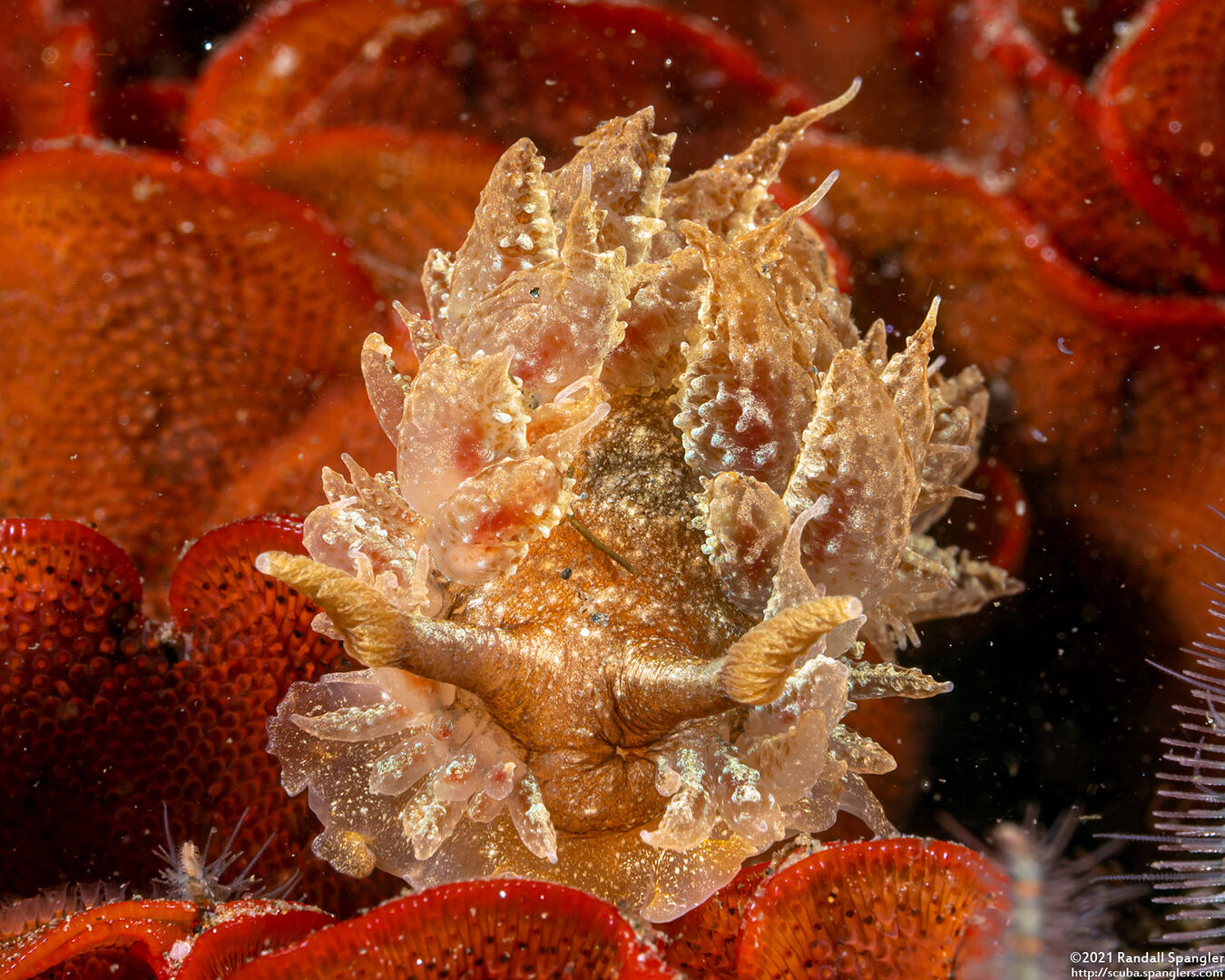 Dirona picta (Colorful Dirona)