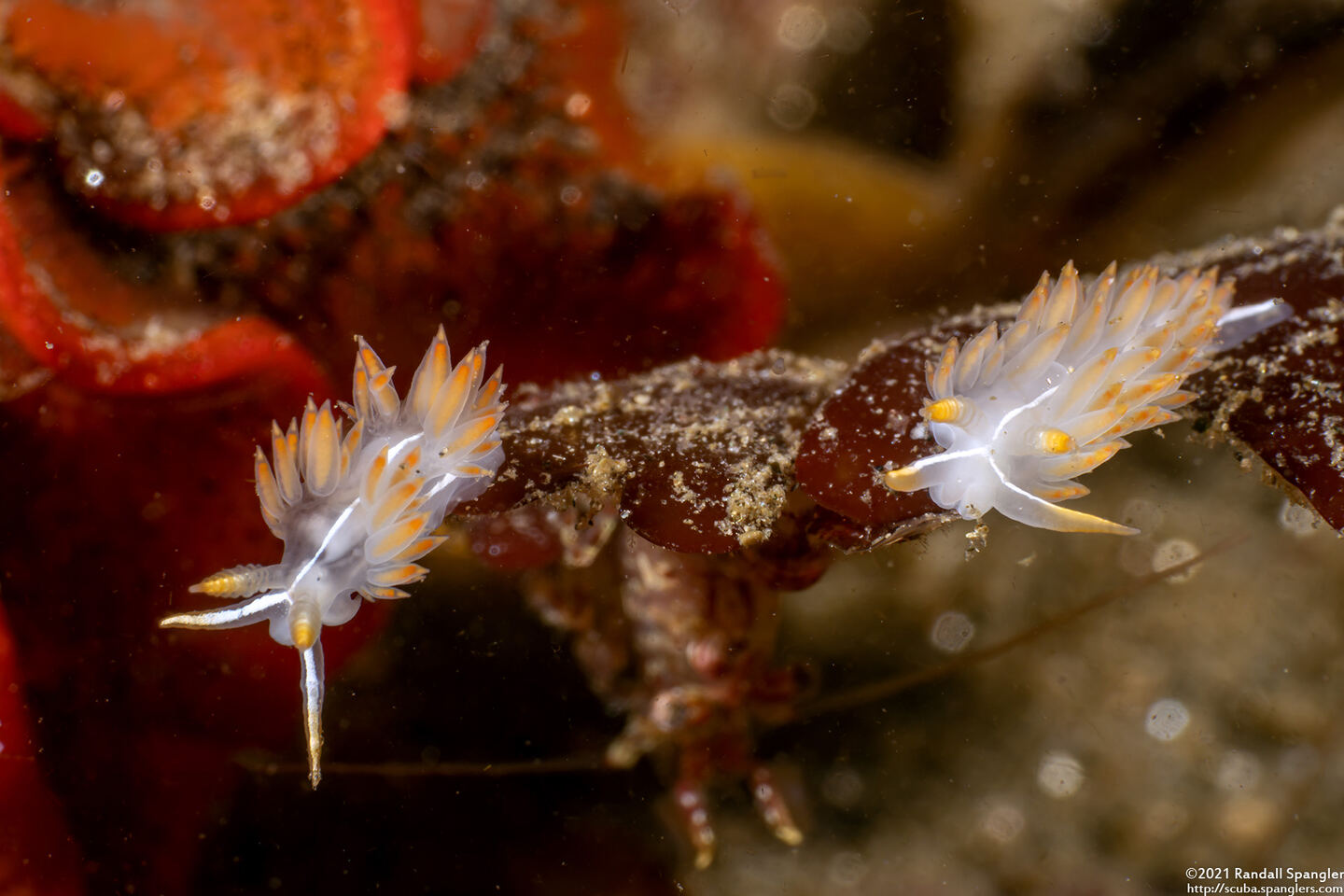 Coryphella trilineata (Three-Lined Aeolid)