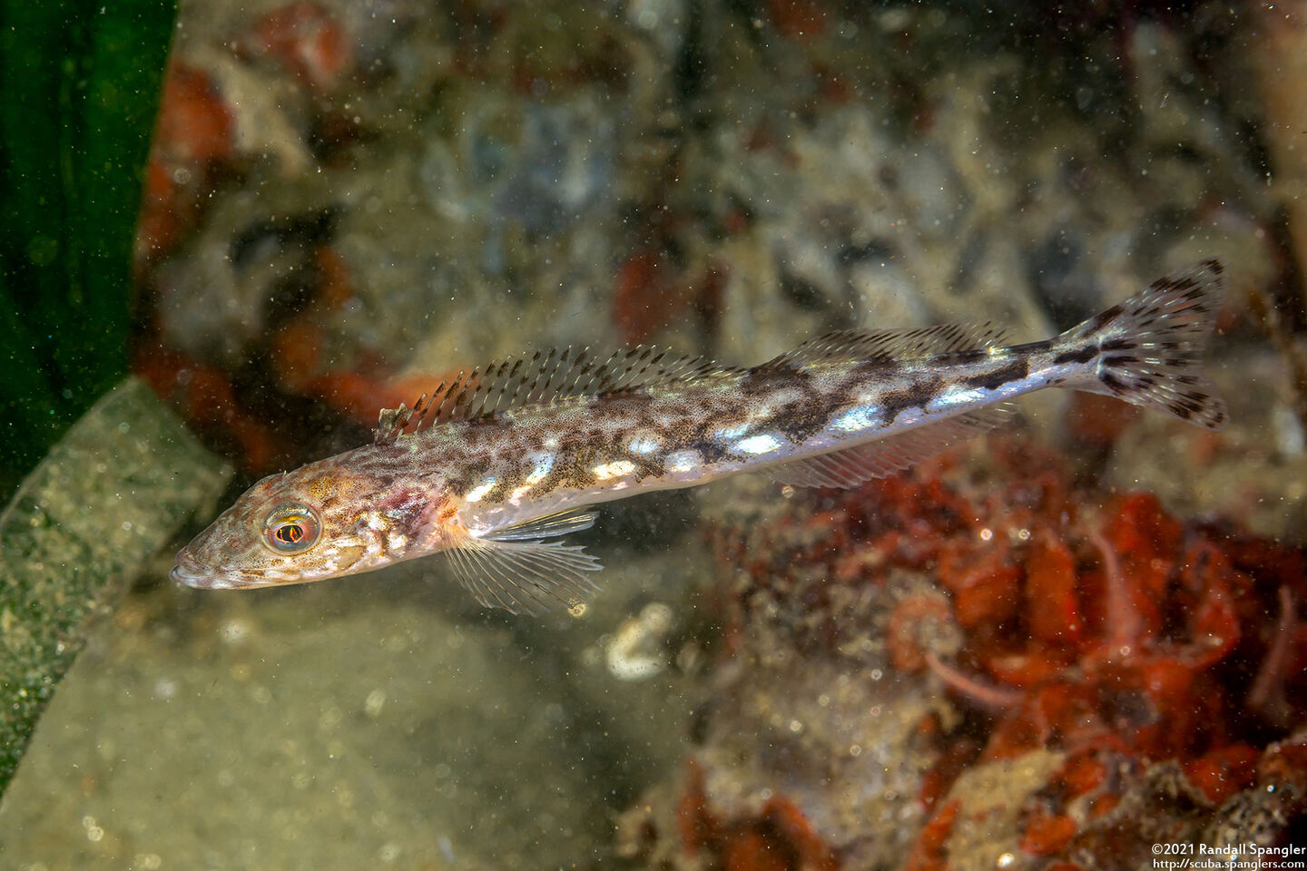 Ophiodon elongatus (Lingcod)
