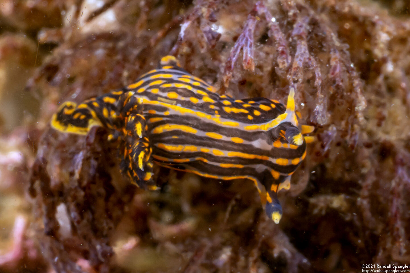 Polycera atra (Black Dorid)