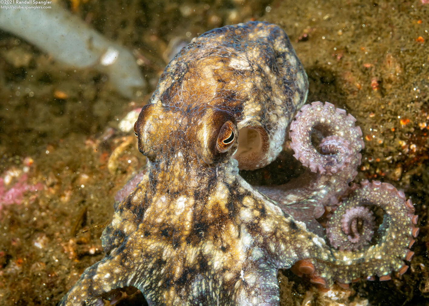 Octopus rubescens (Red Octopus)
