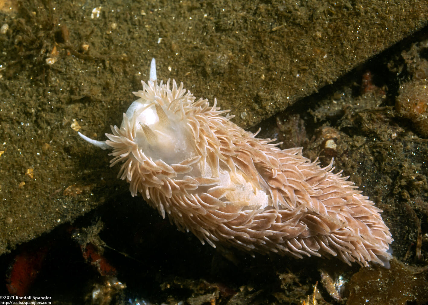 Aeolidia loui (Shag-Rug Aeolid)