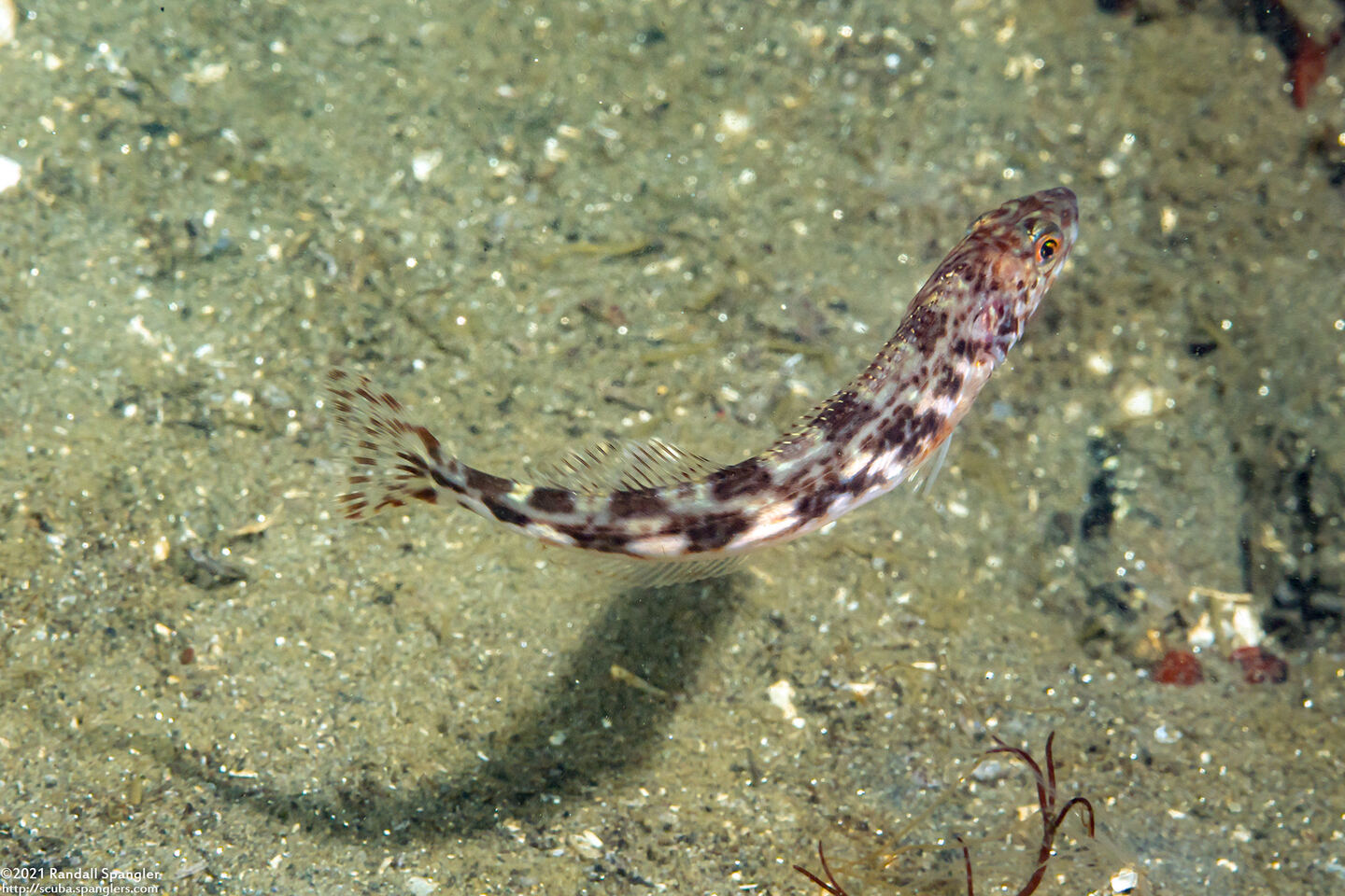 Ophiodon elongatus (Lingcod)