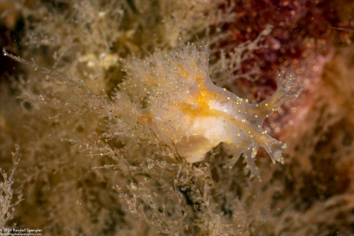 Dendronotus venustus (Branched Dendronotus)