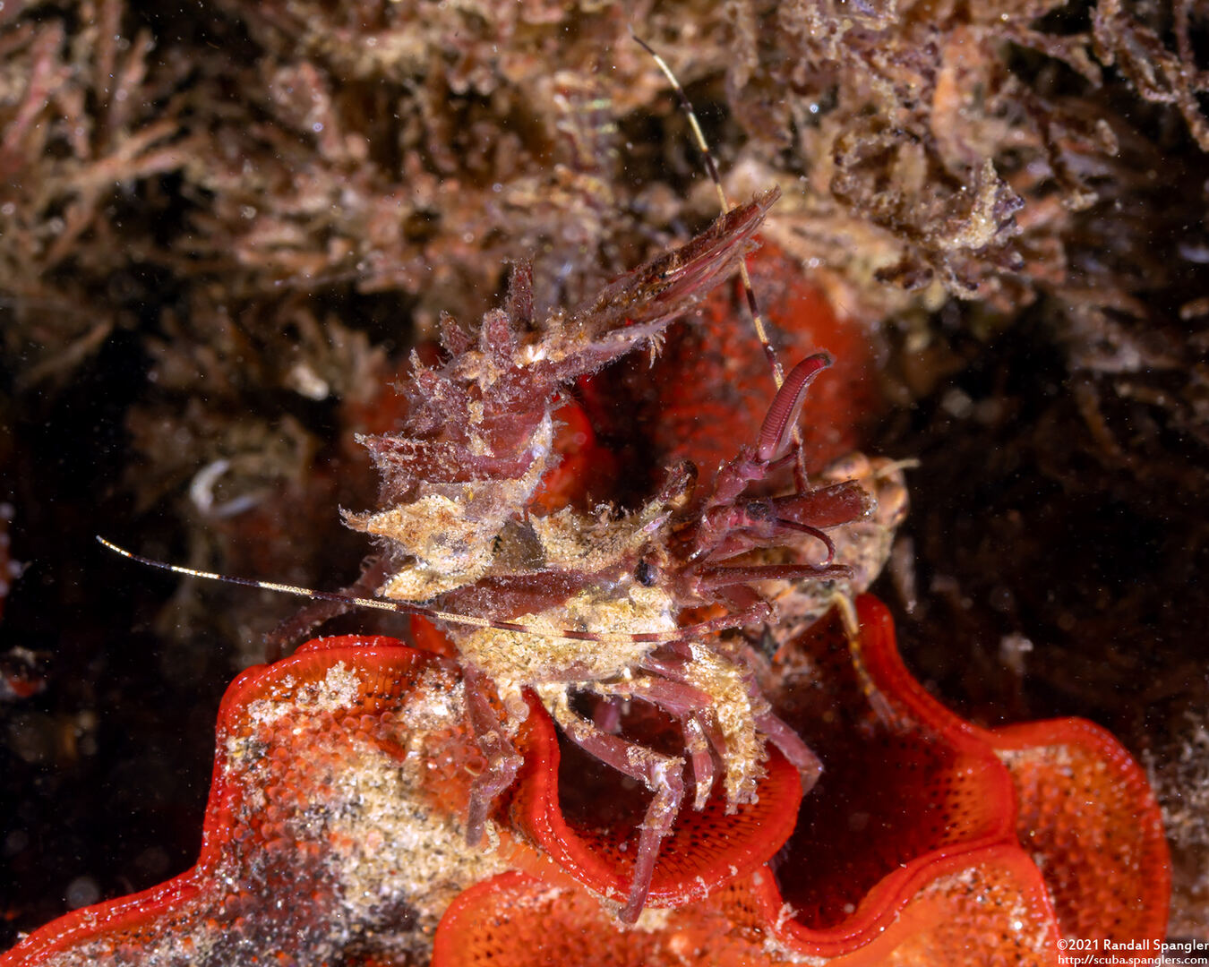 Lebbeus lagunae (Laguna Lebbeid)