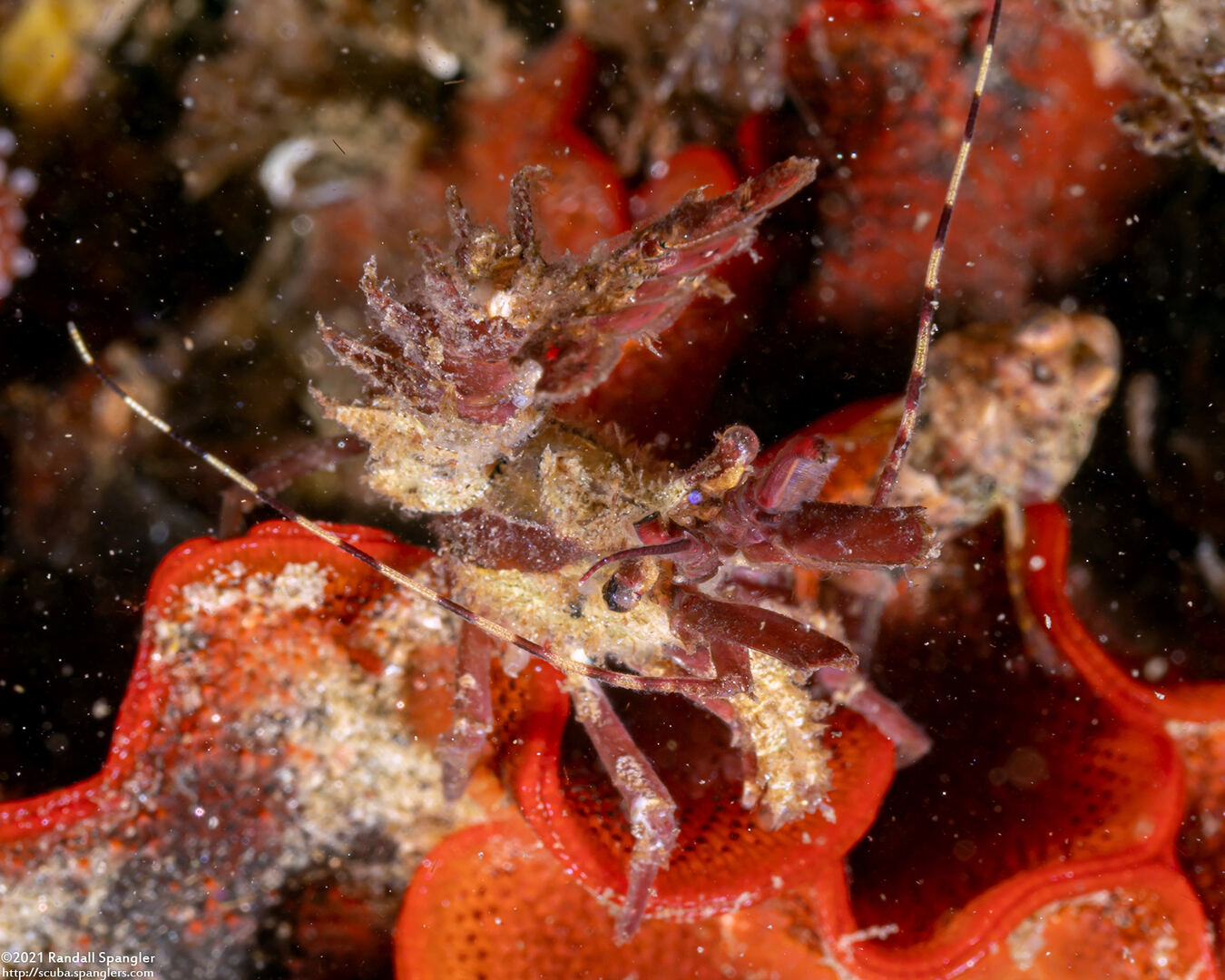 Lebbeus lagunae (Laguna Lebbeid)