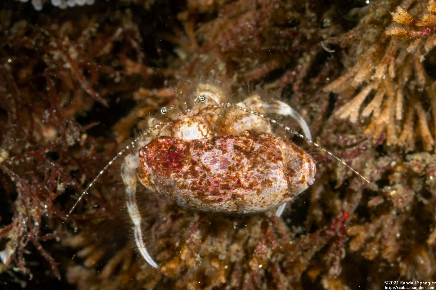 Pagurus hirsutiusculus (Hairy Hermit Crab)