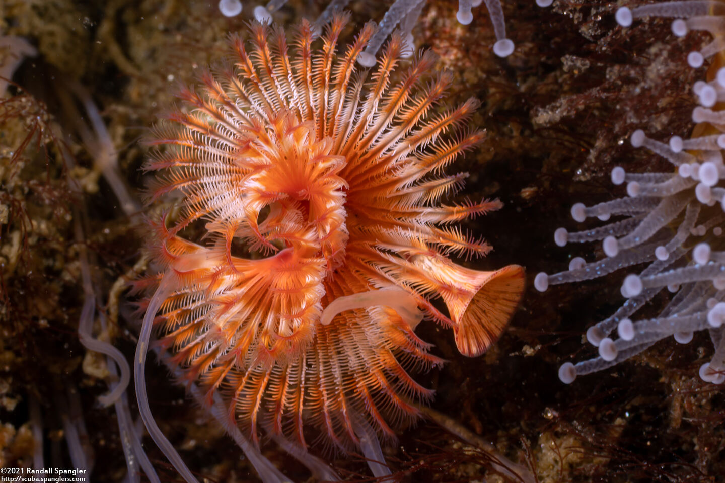 Serpula columbiana (Serpulid Worm)