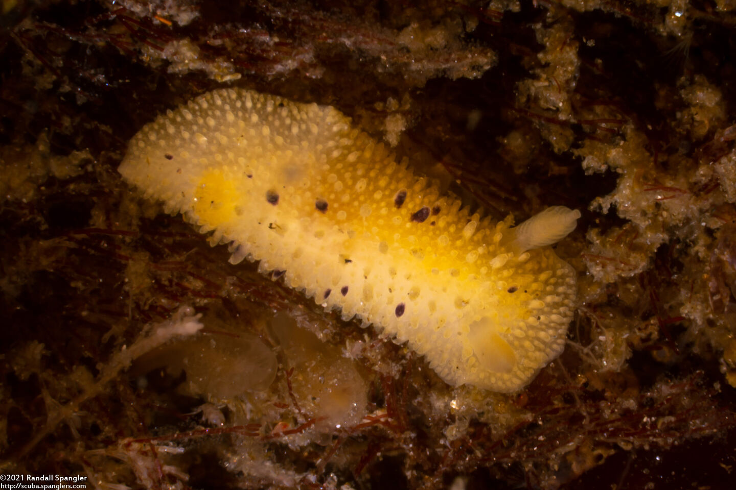 Doris montereyensis (Monterey Dorid)