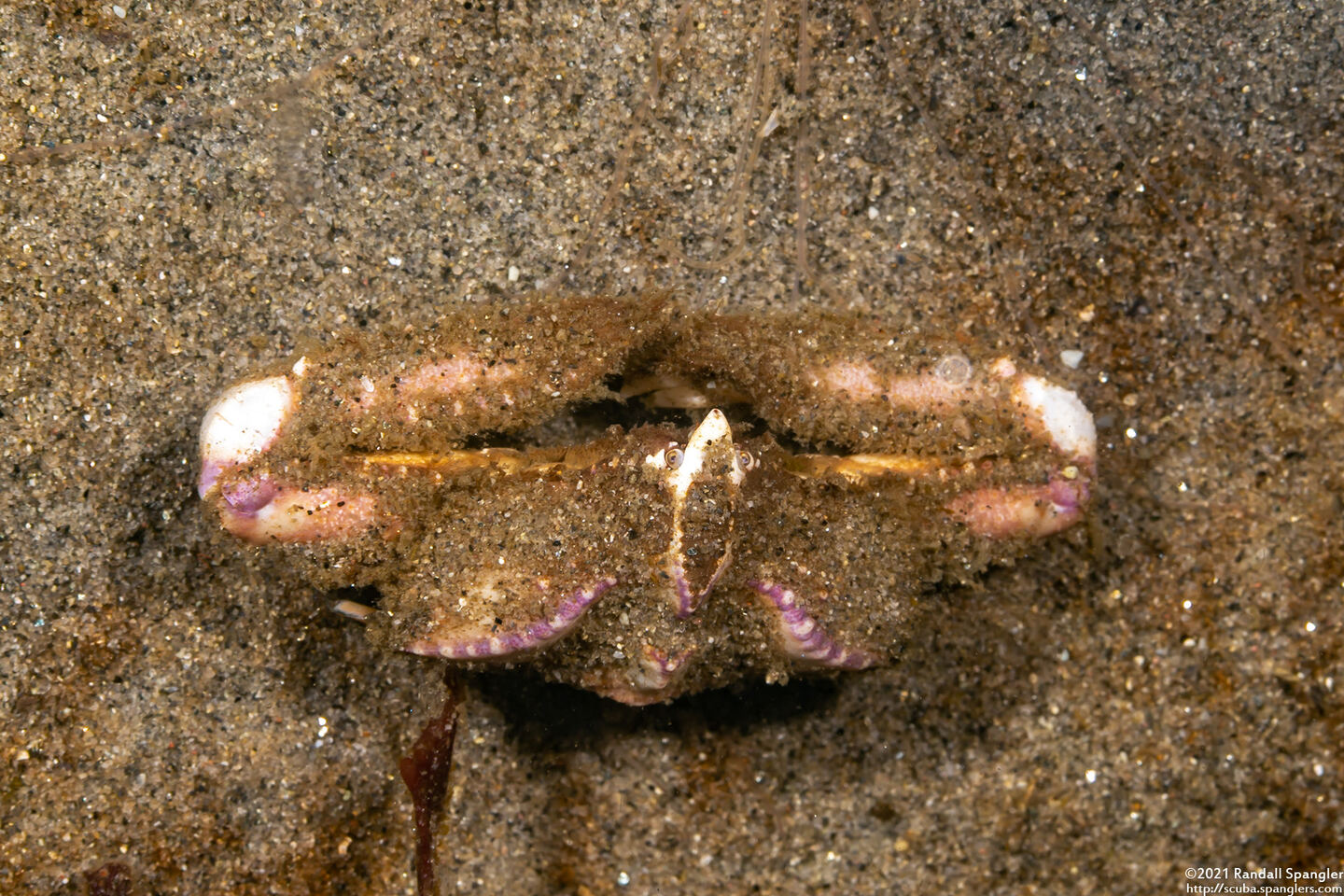 Latulambrus occidentalis (Sandflat Elbow Crab)