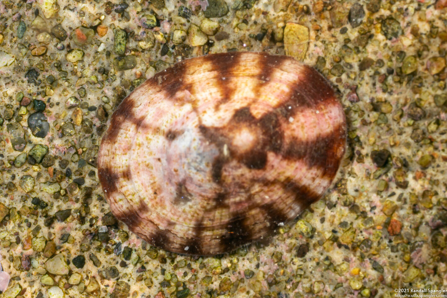 Testudinalia testudinalis (Common Tortoiseshell Limpet)