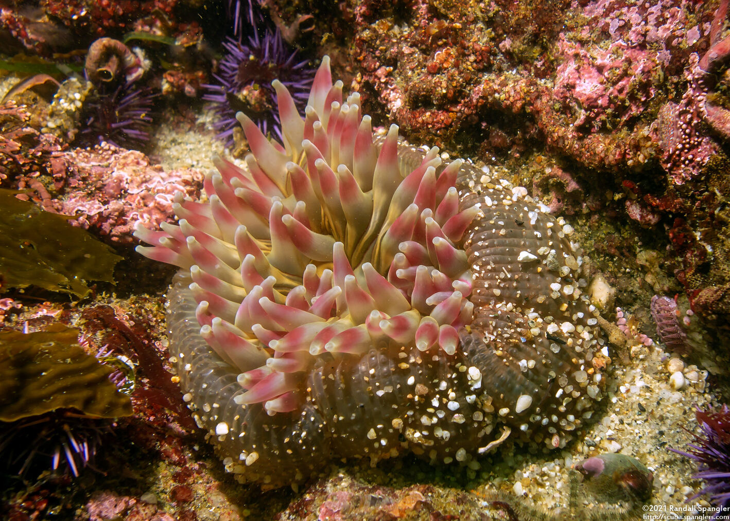 Urticina coriacea (Stubby Rose Anemone)