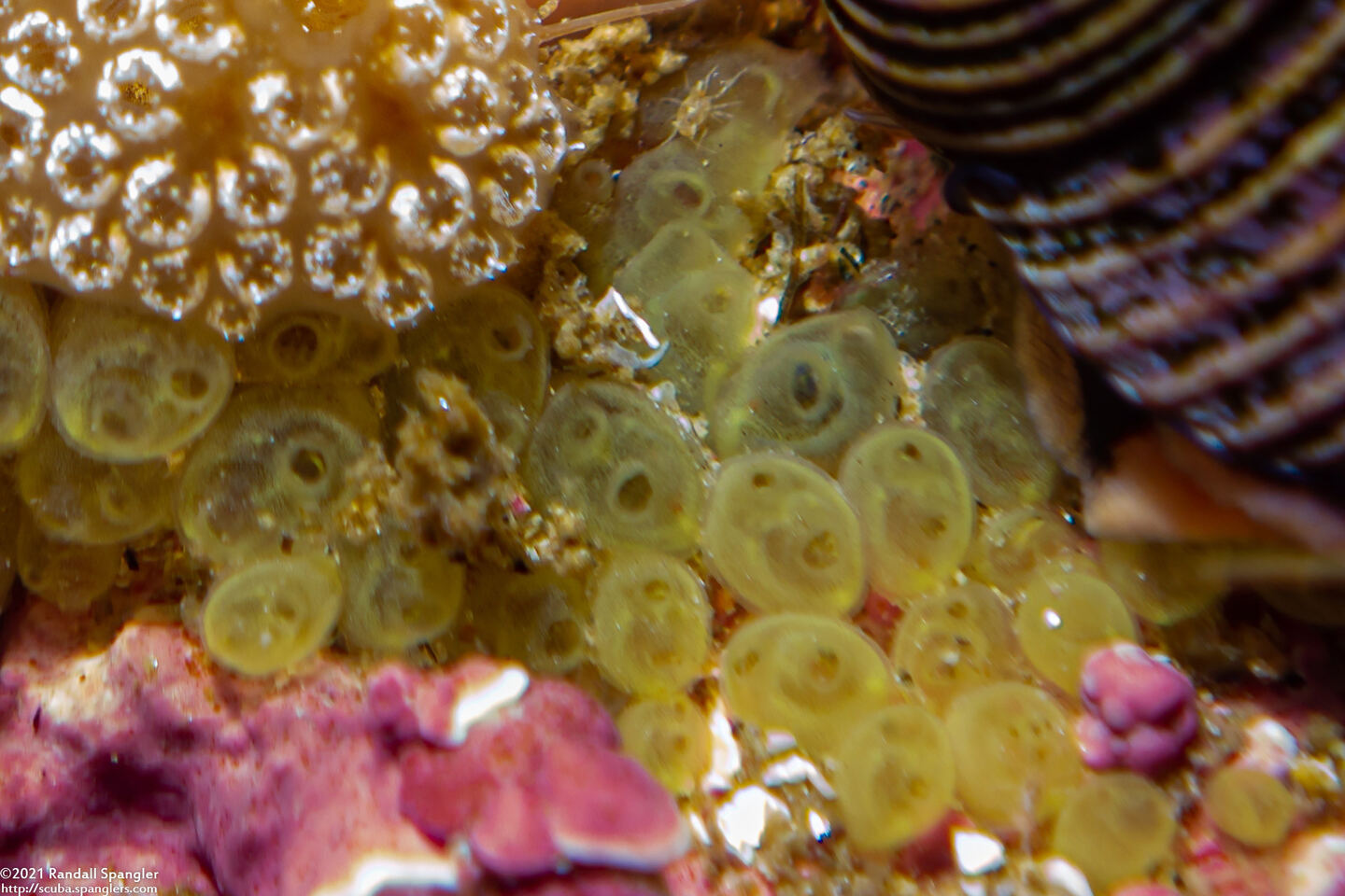 Perophora annectens (Perophora Annectens)