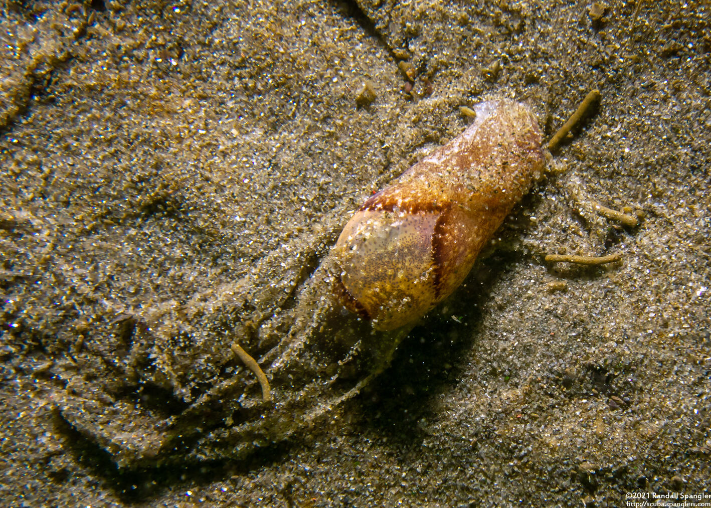 Haminoea vesicula (White Bubble Snail)