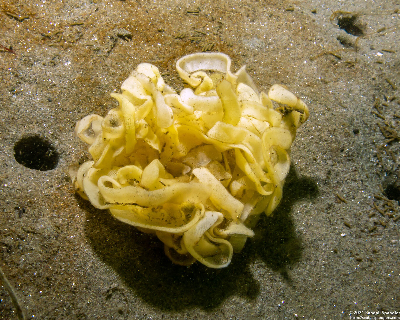 Haminoea vesicula (White Bubble Snail)